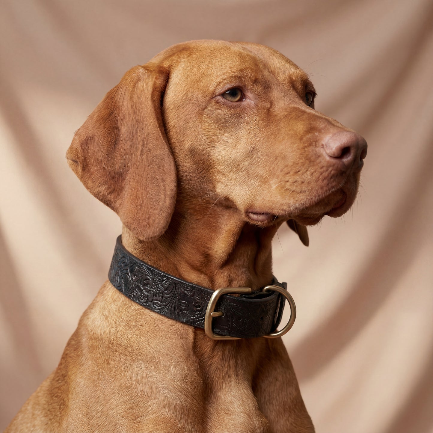 Collier pour chien en cuir : Édition marron large