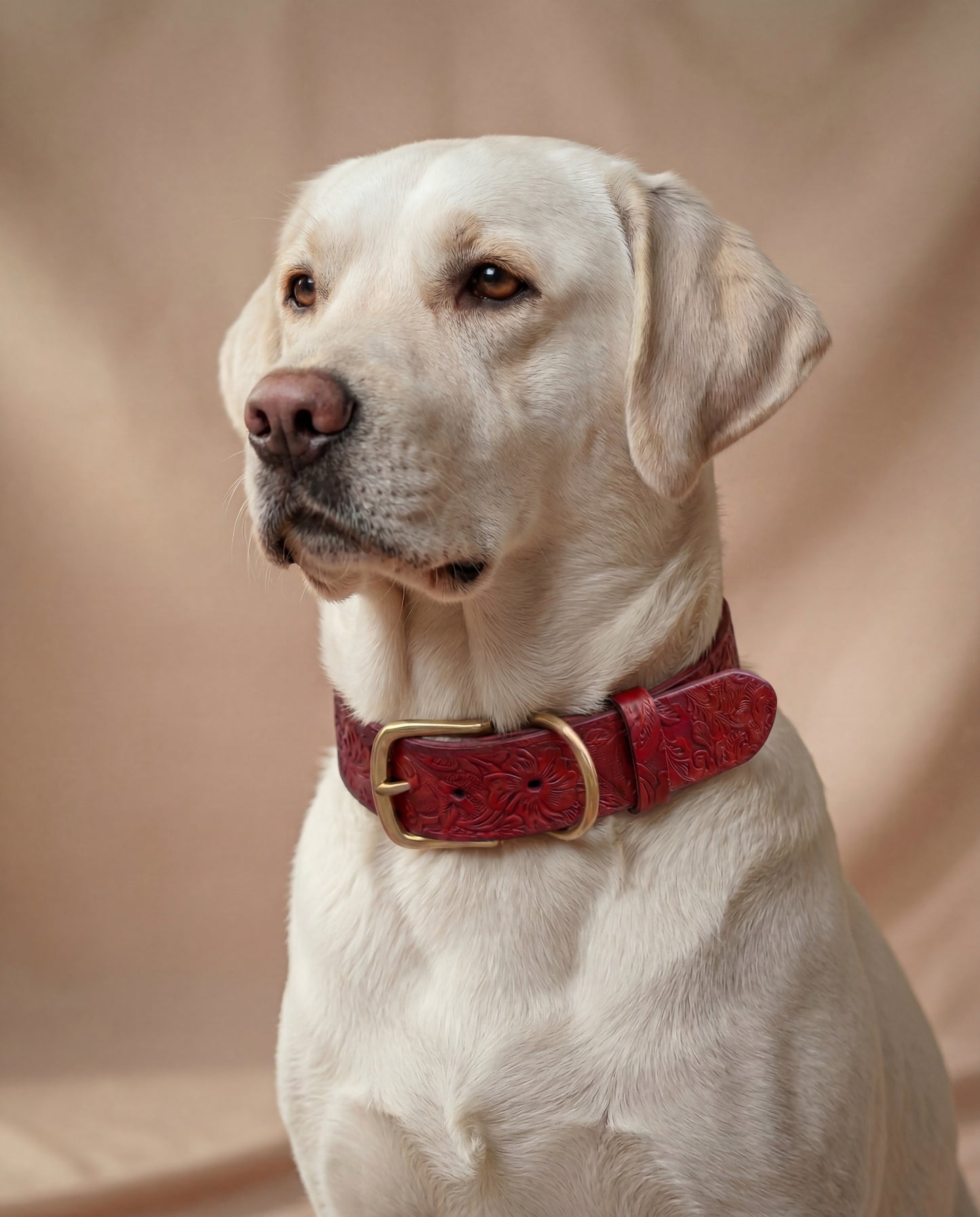 Wide leather dog collar, cognac